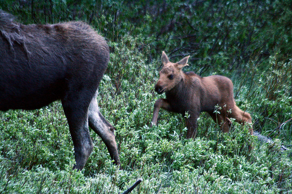 Moose - Yellowstone
