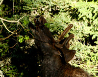 Moose - Yellowstone