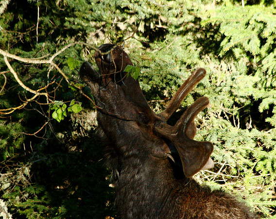 Moose - Yellowstone