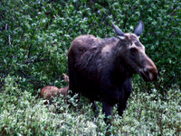 Moose - Yellowstone