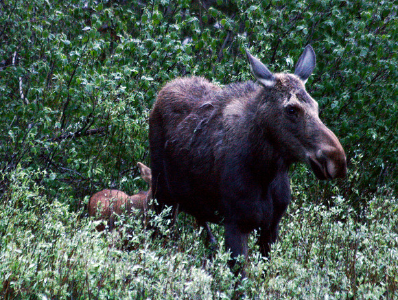 Moose - Yellowstone