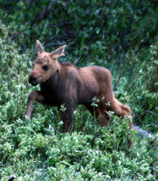 Moose - Yellowstone