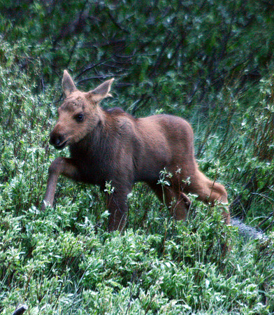 Moose - Yellowstone