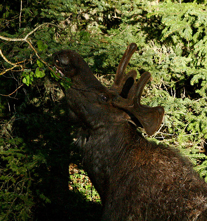 Moose - Yellowstone