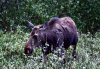 Moose - Yellowstone