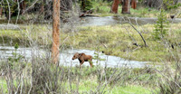 Rocky Mountain NP