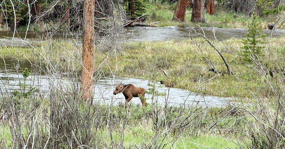 Rocky Mountain NP