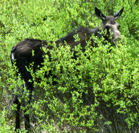 Moose - Yellowstone