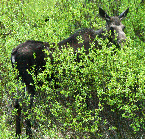 Moose - Yellowstone