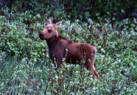 Moose - Yellowstone