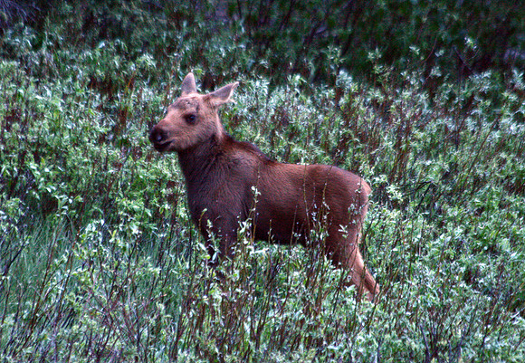 Moose - Yellowstone