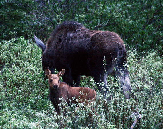 Moose - Yellowstone