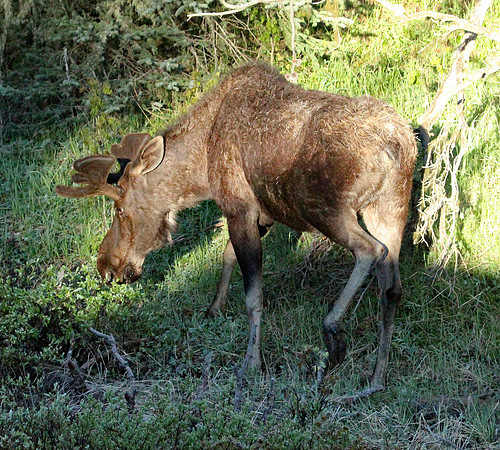 Moose - Yellowstone