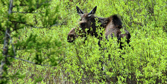 Moose - Yellowstone