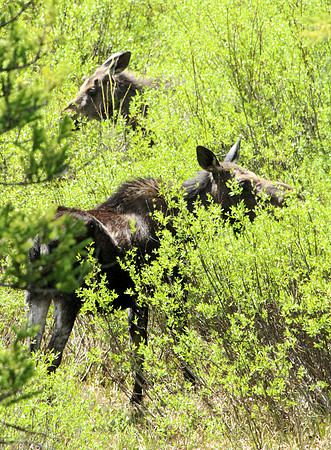 Moose - Yellowstone