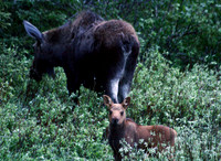 Moose - Yellowstone