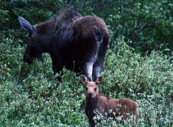 Moose - Yellowstone