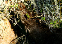 Moose - Yellowstone