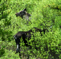 Moose - Yellowstone