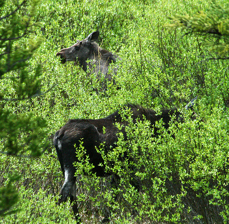 Moose - Yellowstone