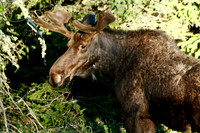 Moose - Yellowstone