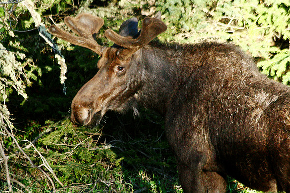 Moose - Yellowstone