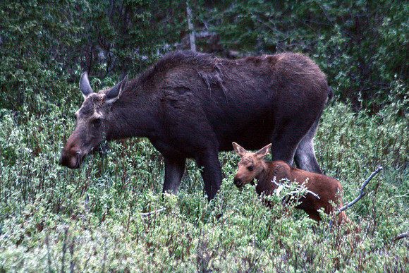 Moose - Yellowstone