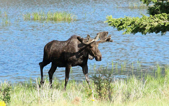 Rocky Mountain NP
