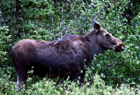 Moose - Yellowstone