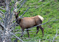 Elk - Yellowstone