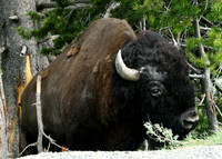 Bison - Yellowstone