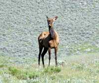 Elk - Yellowstone