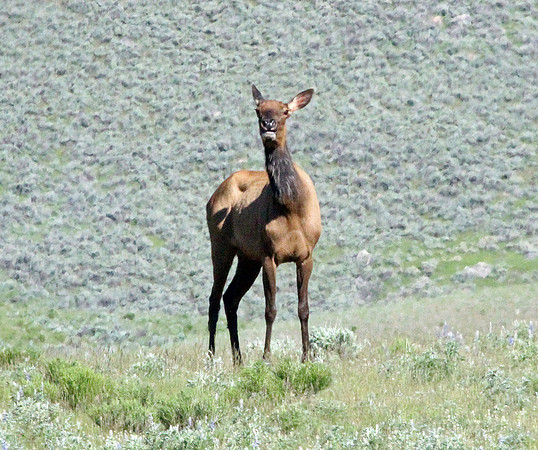 Elk - Yellowstone