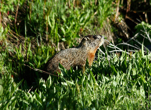 Yellowstone