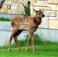 Elk - Yellowstone
