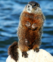 Yellowstone