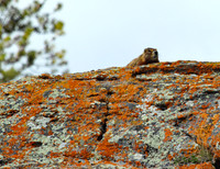 Yellowstone