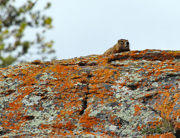 Yellowstone