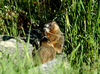 Yellowstone