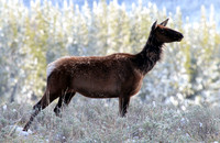 Elk - Yellowstone