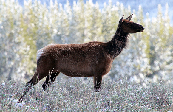 Elk - Yellowstone