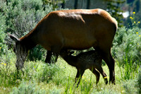 Elk - Yellowstone