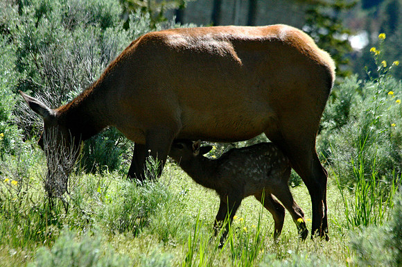 Elk - Yellowstone