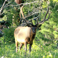 Elk - Rocky Mountain NP