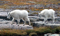 Mountain Goat - Glacier