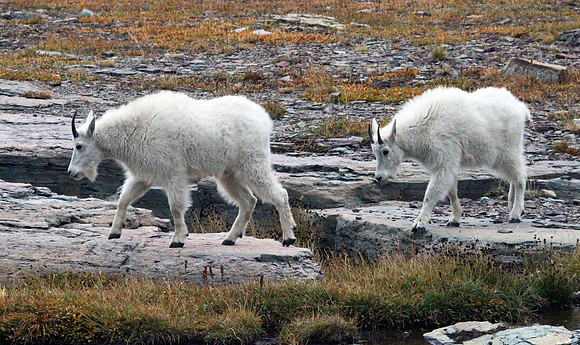 Mountain Goat - Glacier