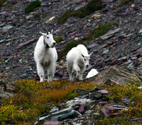 Mountain Goat - Glacier