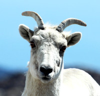 Mountain Goat - Mt Evans