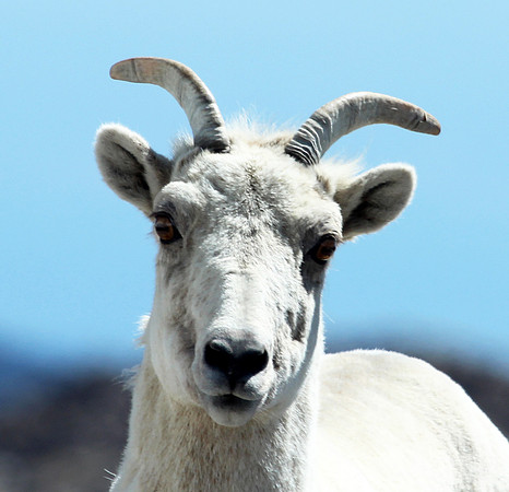 Mountain Goat - Mt Evans