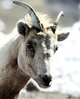 Mountain Goat - Mt Evans